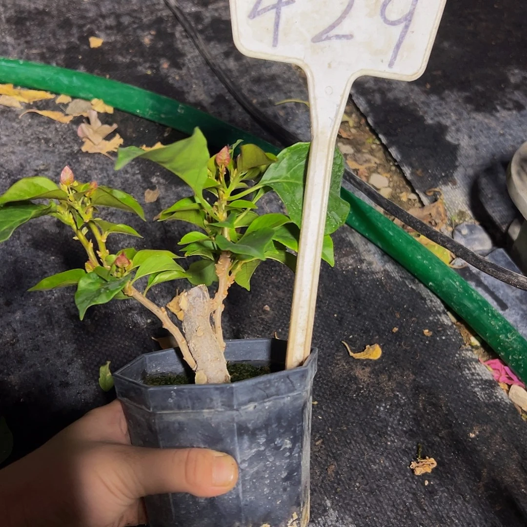 当前无花栽培后可以开花  菲菲娜 大宝  429