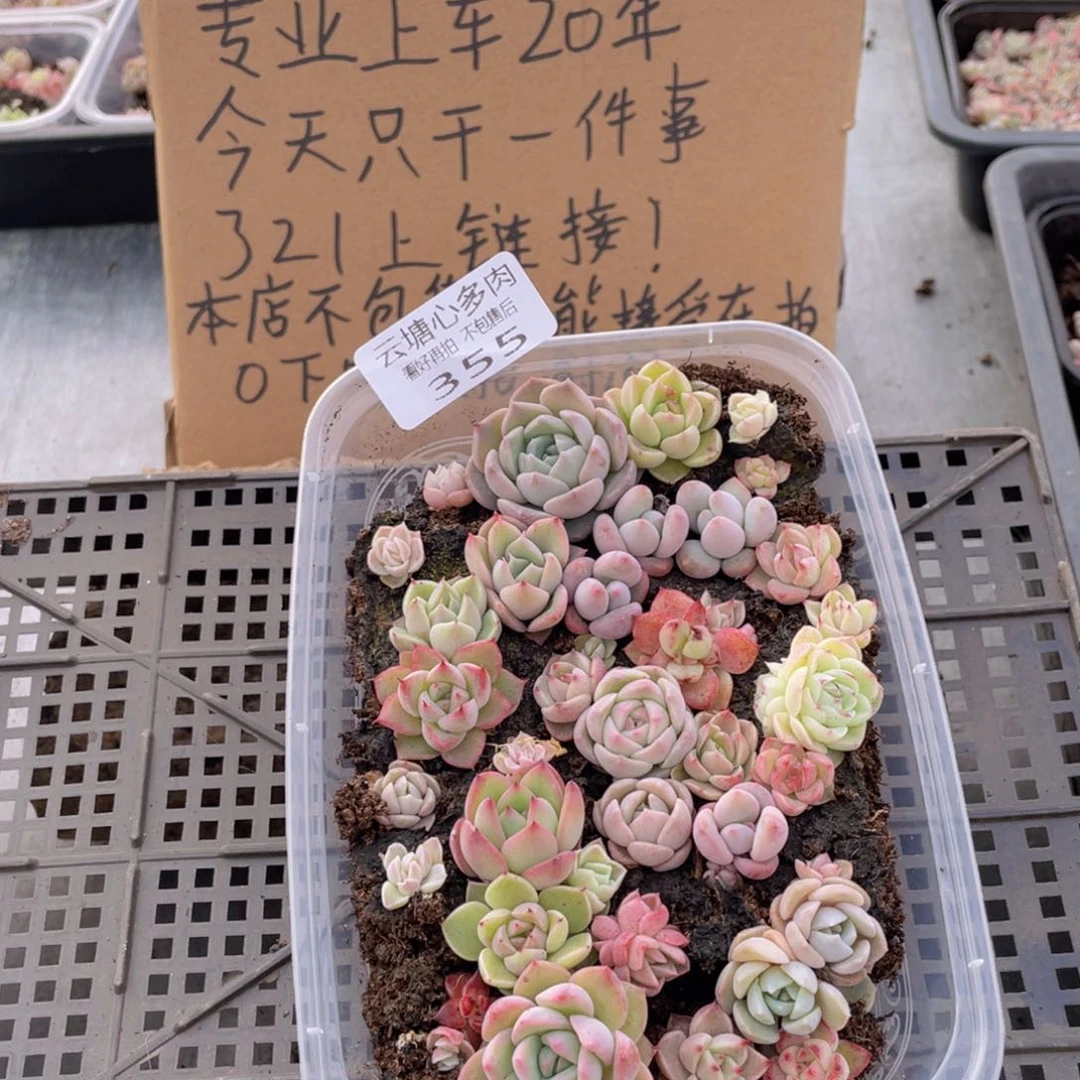 云糖心多肉植物355