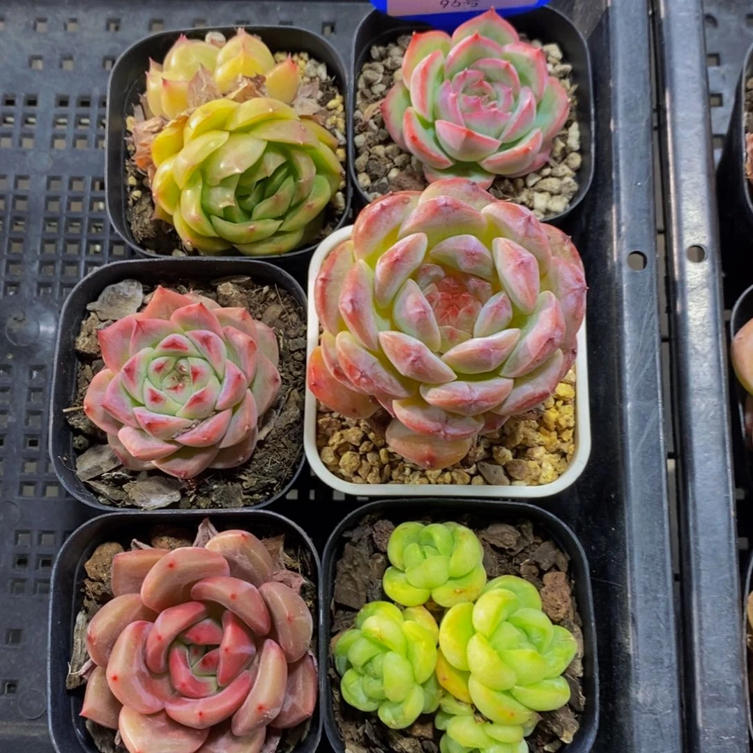 96 -精品美肉六个