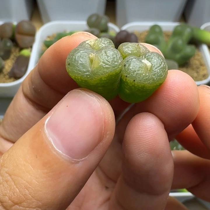 喵***崽多肉..................