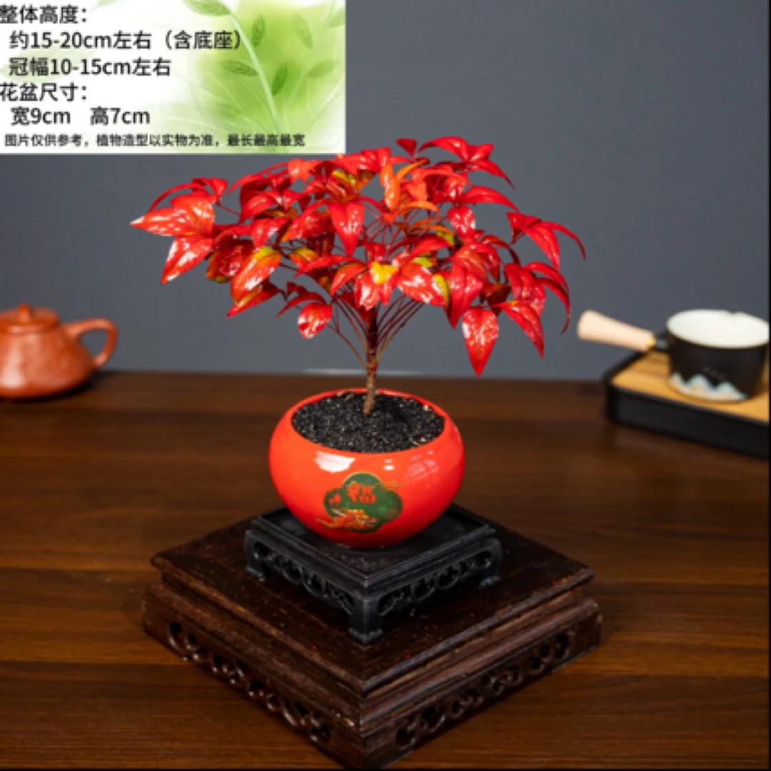 火焰南天竹年宵花耐寒美观叶绿植盆景中国红福绿植物室内阳台好养