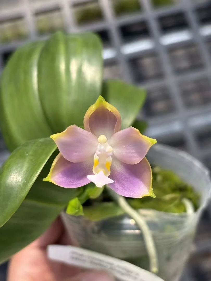 2.5寸 狗交反射龙-开花株 叶瑕少根 原生趣味兰