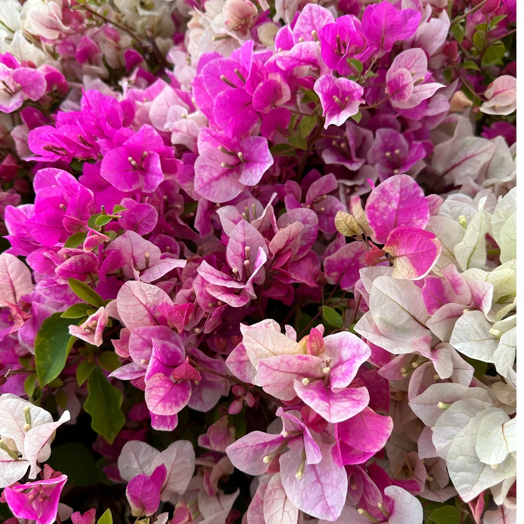 百变花蝴蝶漳红樱三角梅盆景四季勤花开花机器