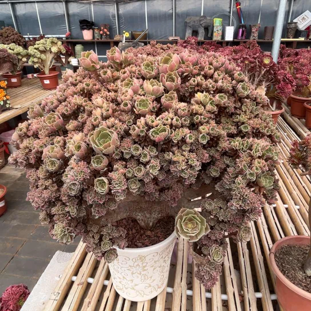 火玫瑰全朵朵精品