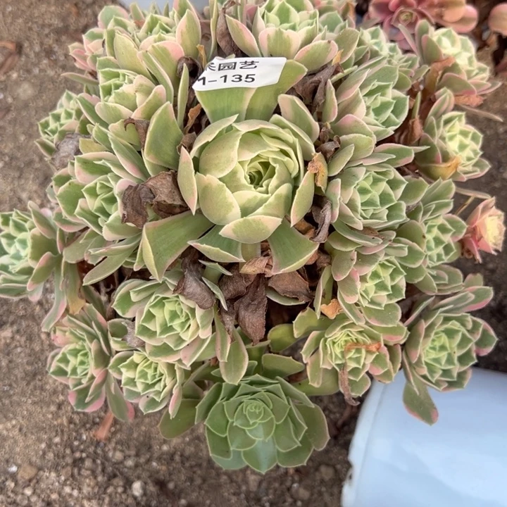 乐***儿女妖大手捧多肉植物135