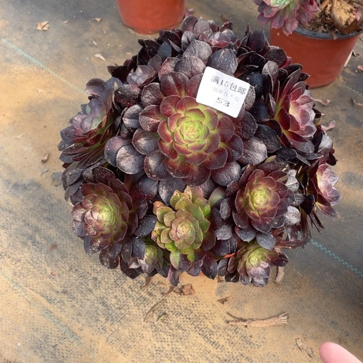 53尺演练法师多肉断枝不售后