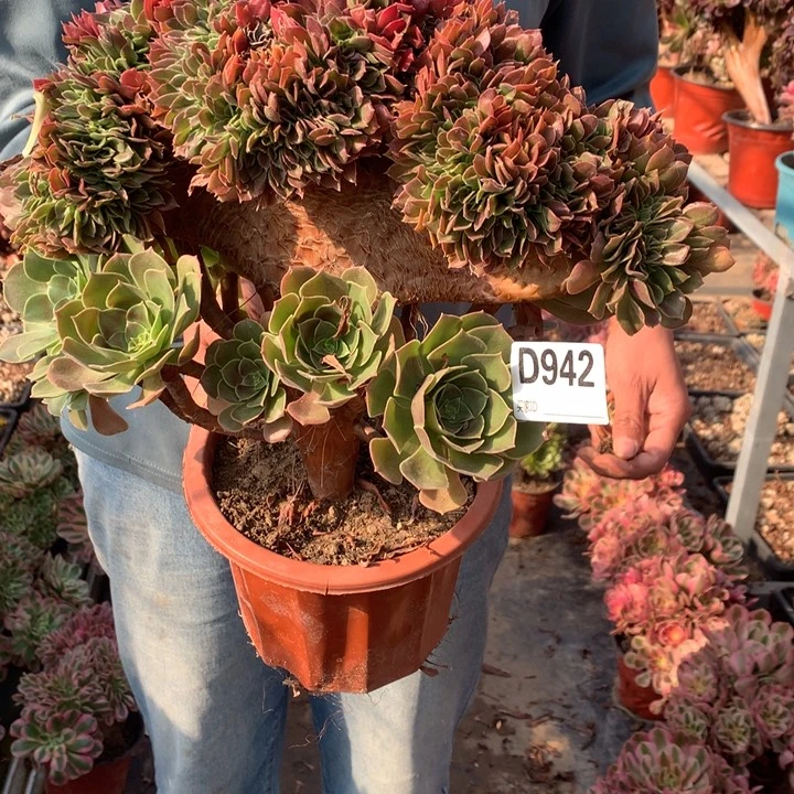 942玫瑰缀多肉法师