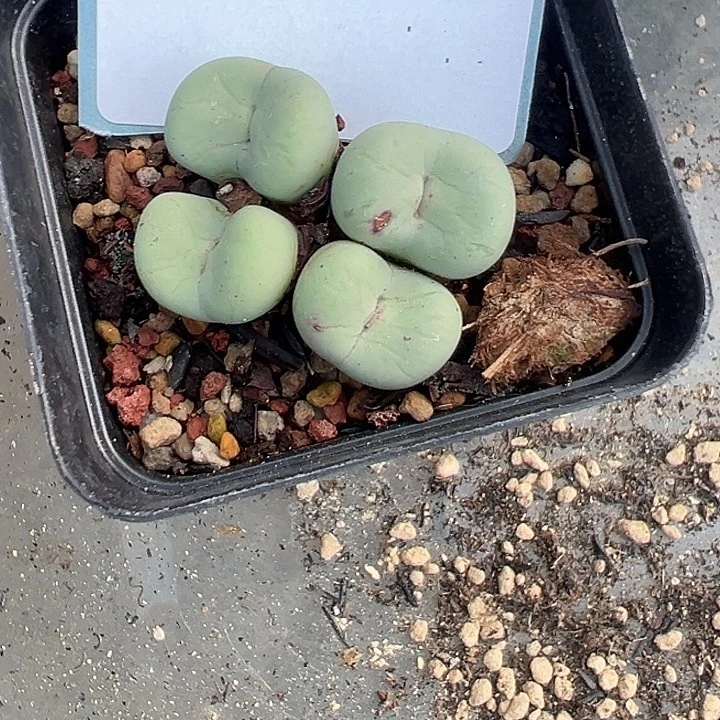 ****儿20-86肉锥多肉植物大战