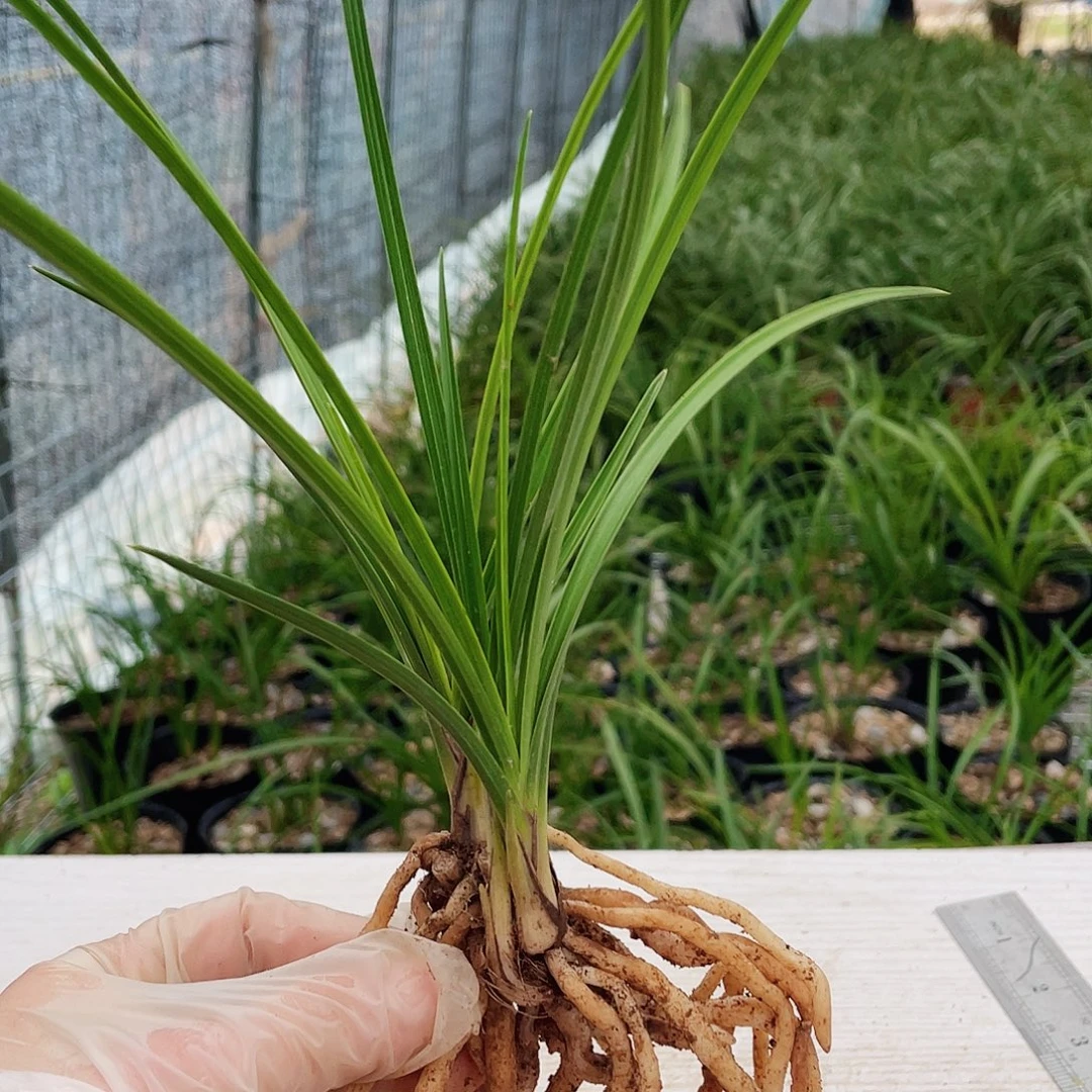 用***4完全开放兰花兰花兰花