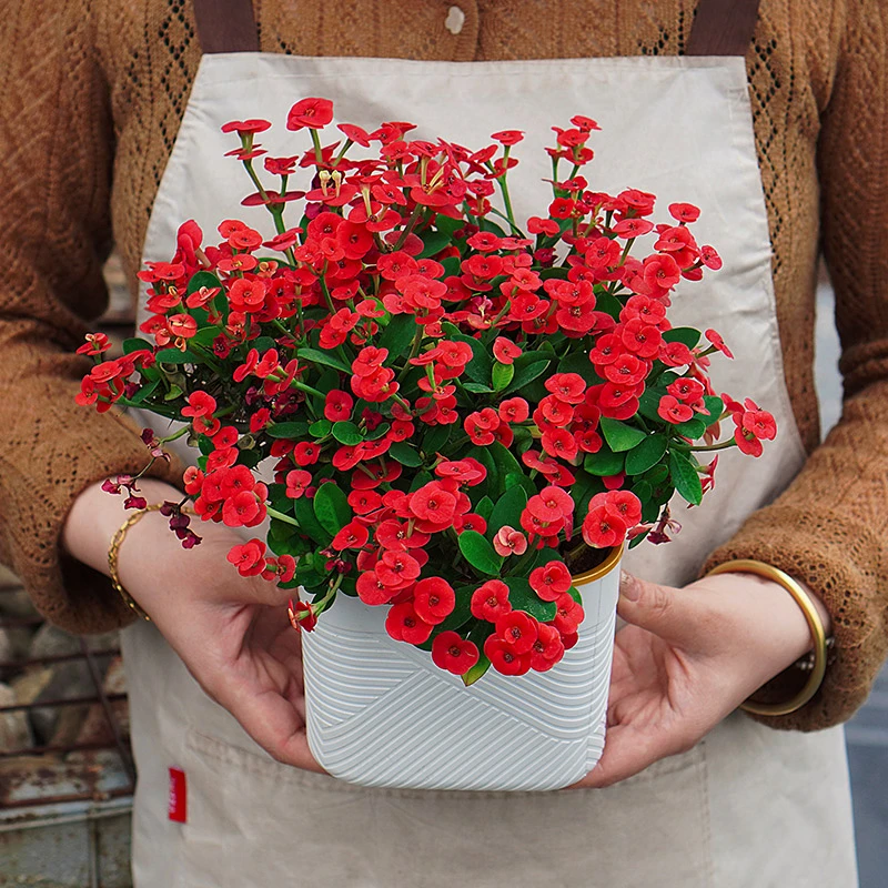 铁海棠虎刺梅花卉四季开花土壤盆栽绿植室内盆景植物直播海棠花