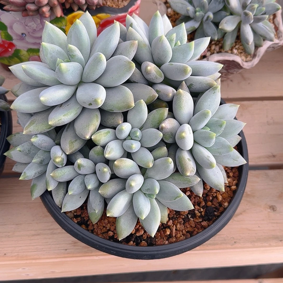 ****n哥特多肉植物多肉