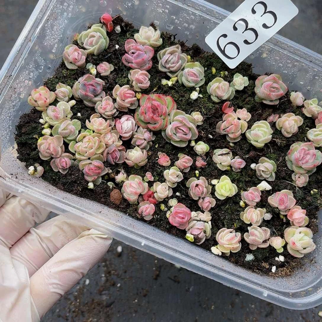 赛****g多肉植物多肉植物633