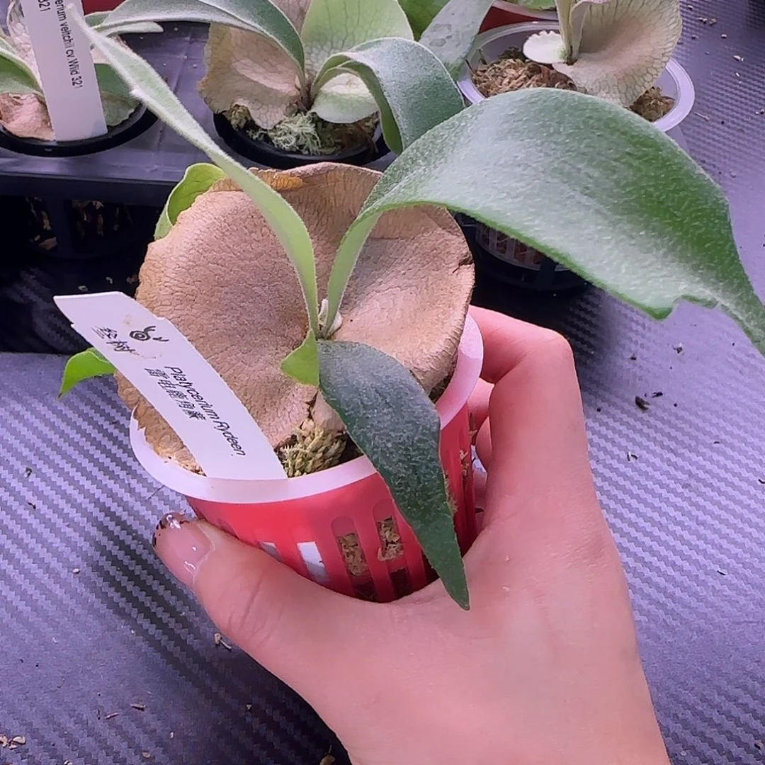 雷电鹿角蕨孢子苗