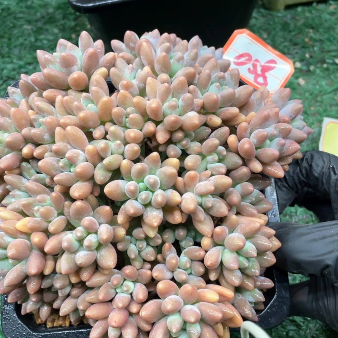 058 一物一拍满28包邮非偏远
