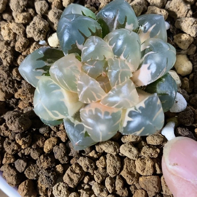 【闪购商品】钓*者1水中月