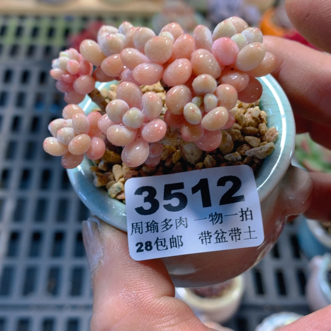 5厘米盆精控多肉3512