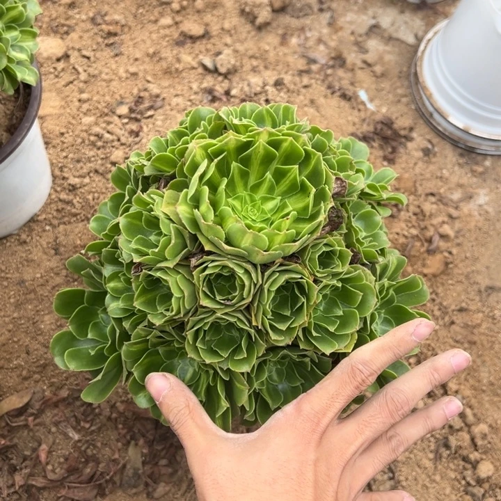 翡翠琉璃手捧多肉植物量