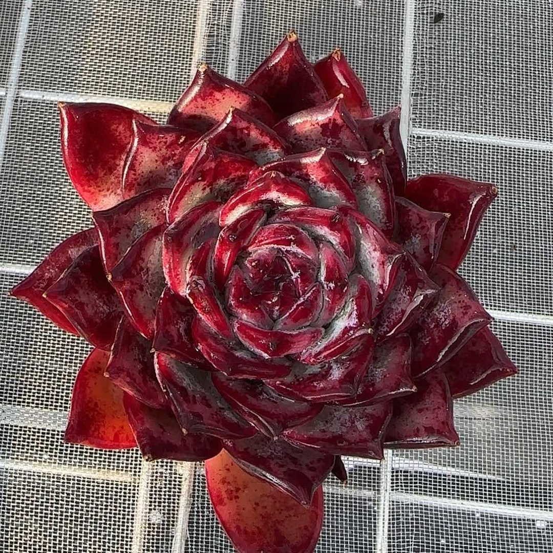 从前慢花园精选0124-红拉糖