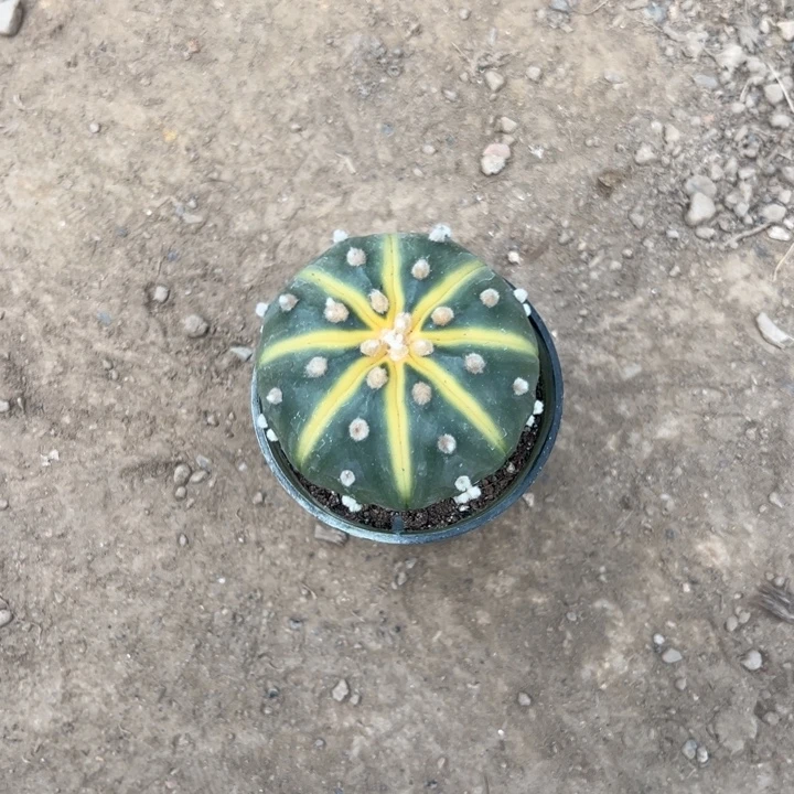 刀***女万人计划在此举行盛大