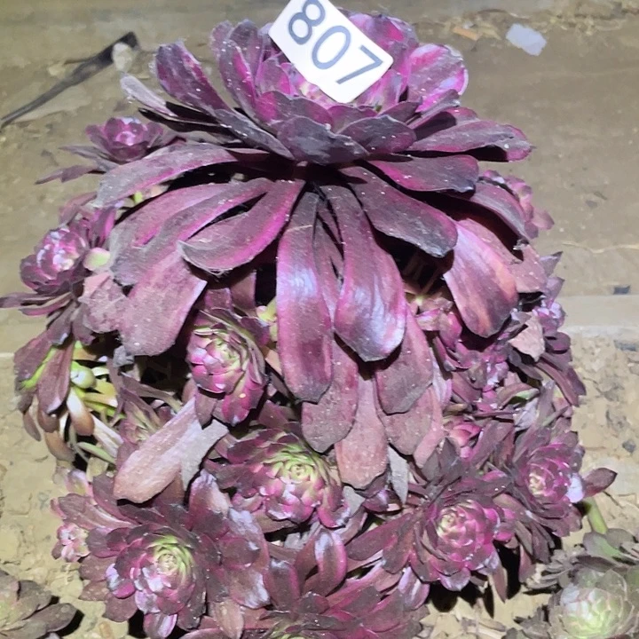 多肉植物法师807美肌