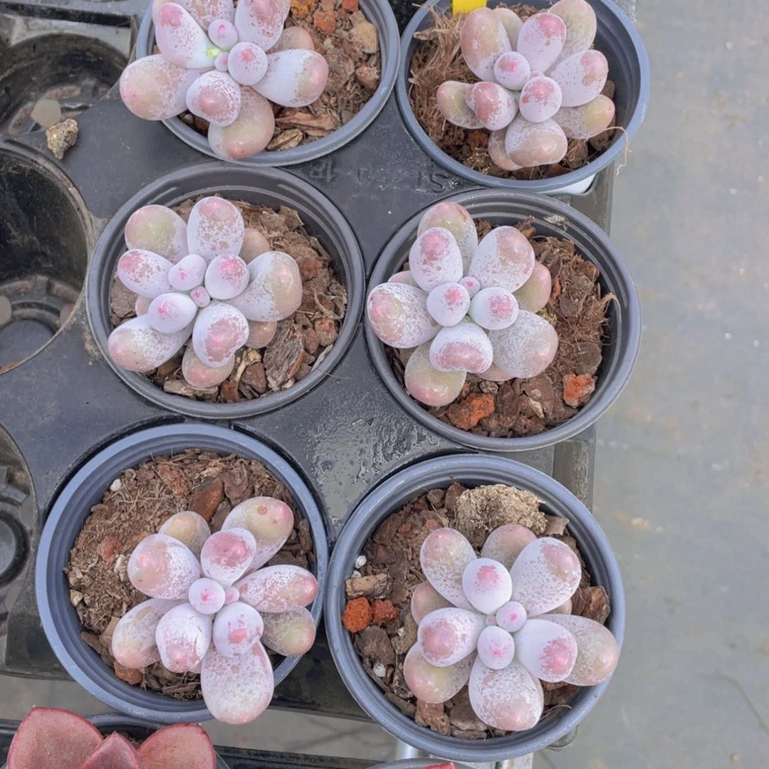 916号米可奶单头一个