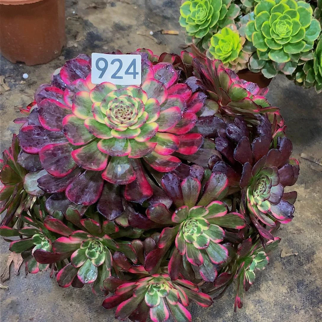 所***得多肉黑金刚924.00000