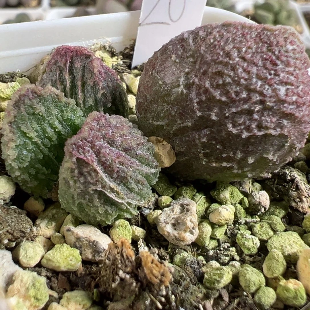 实生新品大苗多肉植物水泡多肉植物