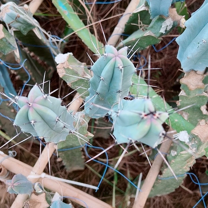 小***猪单耳龙神木侧芽3颗加丽花侧芽15颗瑕疵