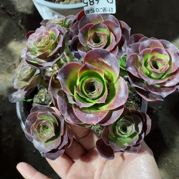 685金玫瑰多肉123446789