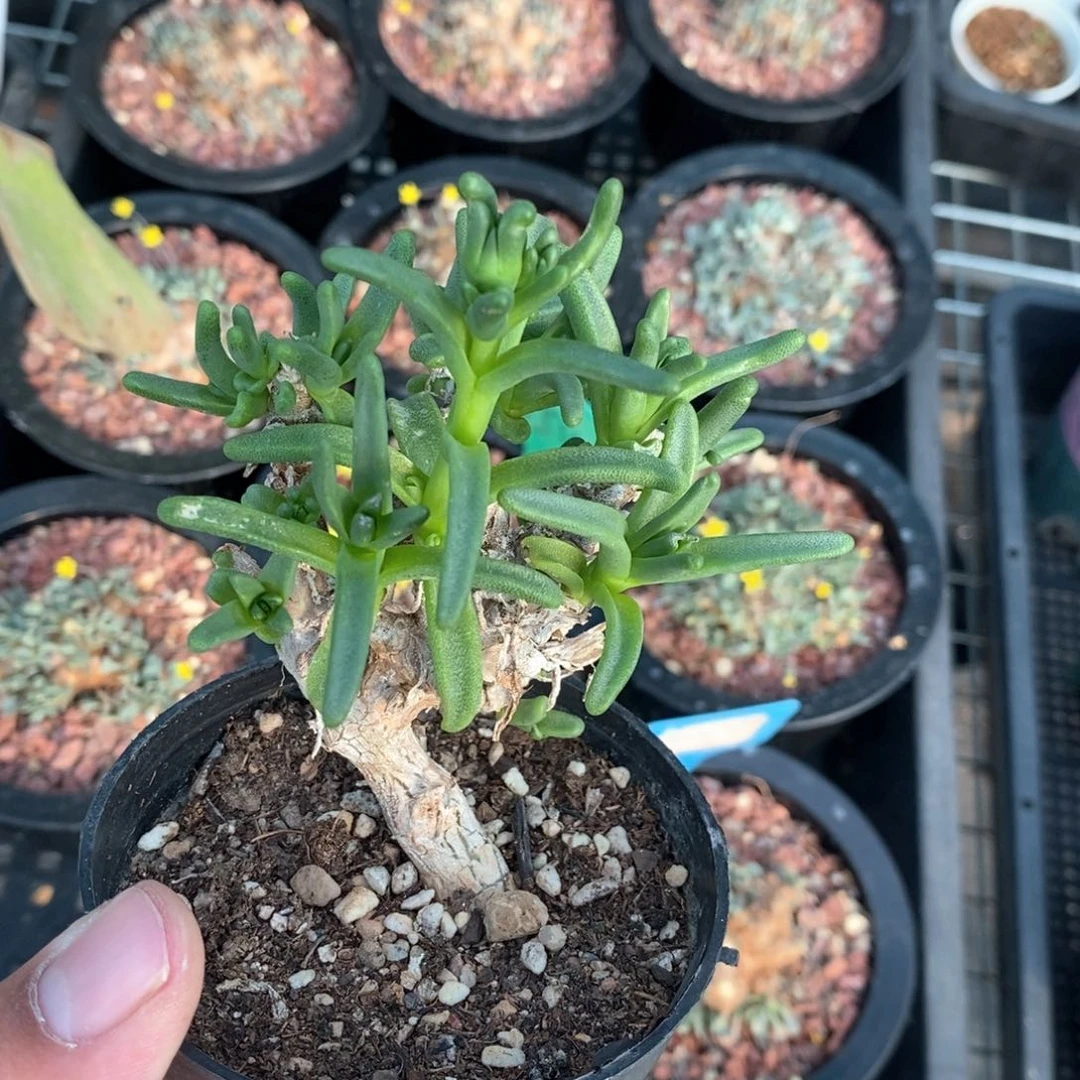 绿花枝干多肉植物