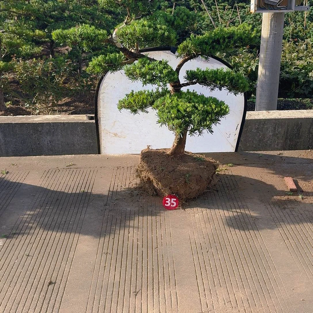 猫***当前无花朵，栽培后可花朵