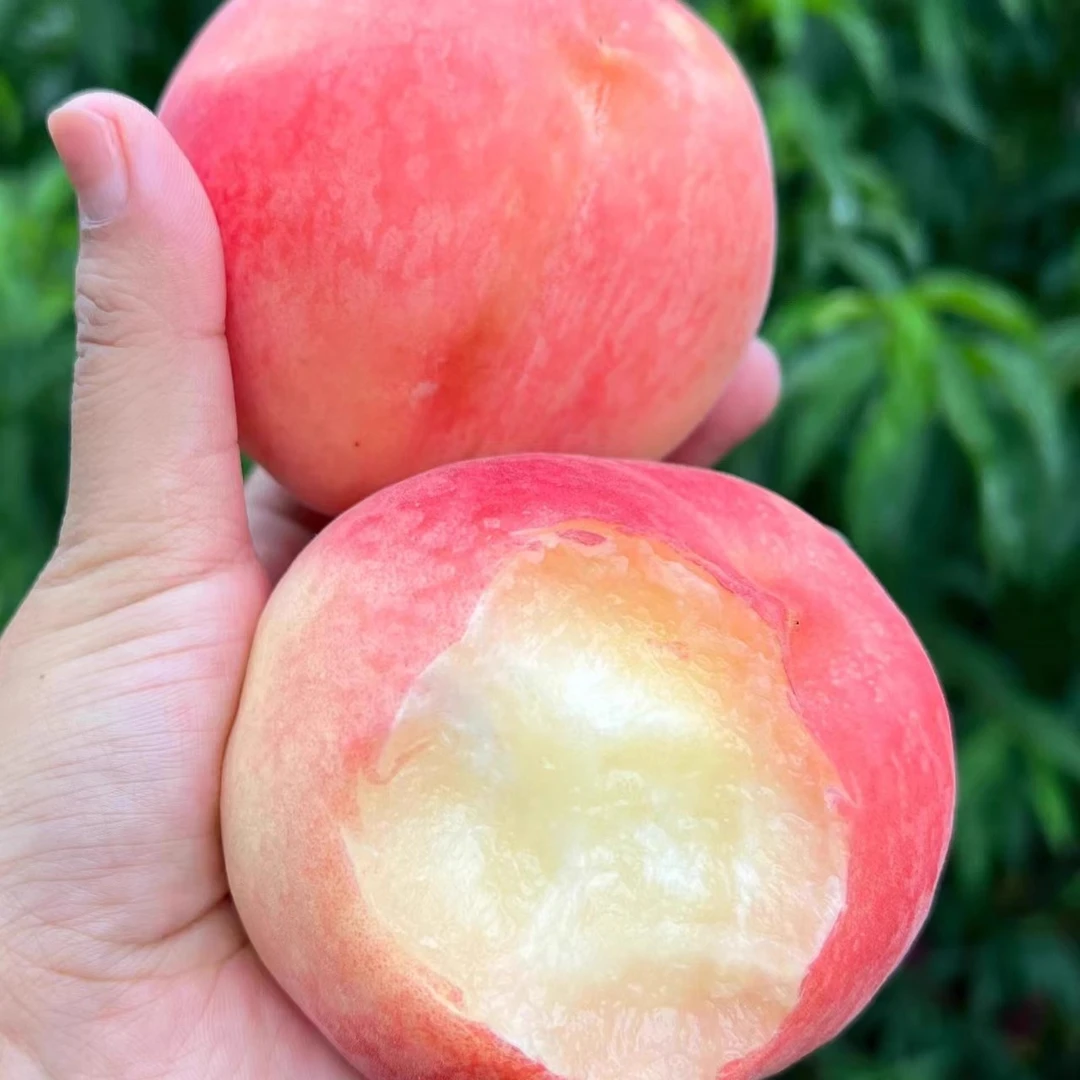 【蒙阴北京8号脆桃】山东蒙阴红桃脆桃毛桃纯甜无酸新鲜水果3-4.5斤山东省