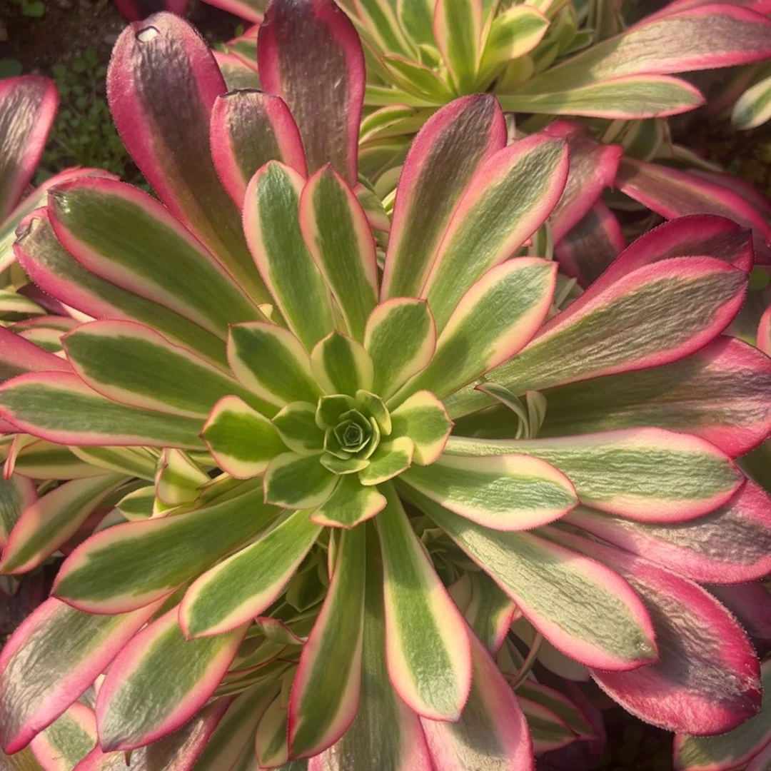 美杜莎多肉植物手捧