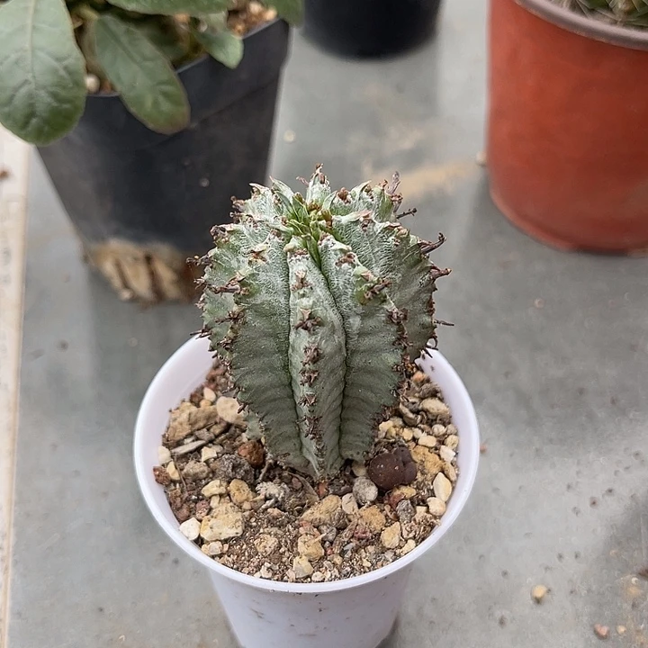无花朵白衣魁伟玉仙人球
