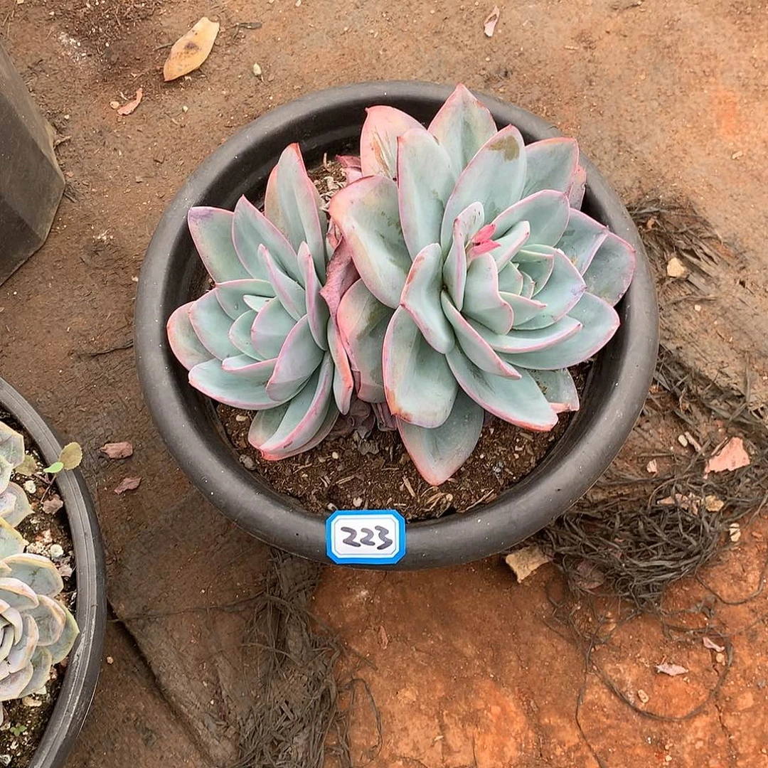 223布鲁蓝一物一拍多肉