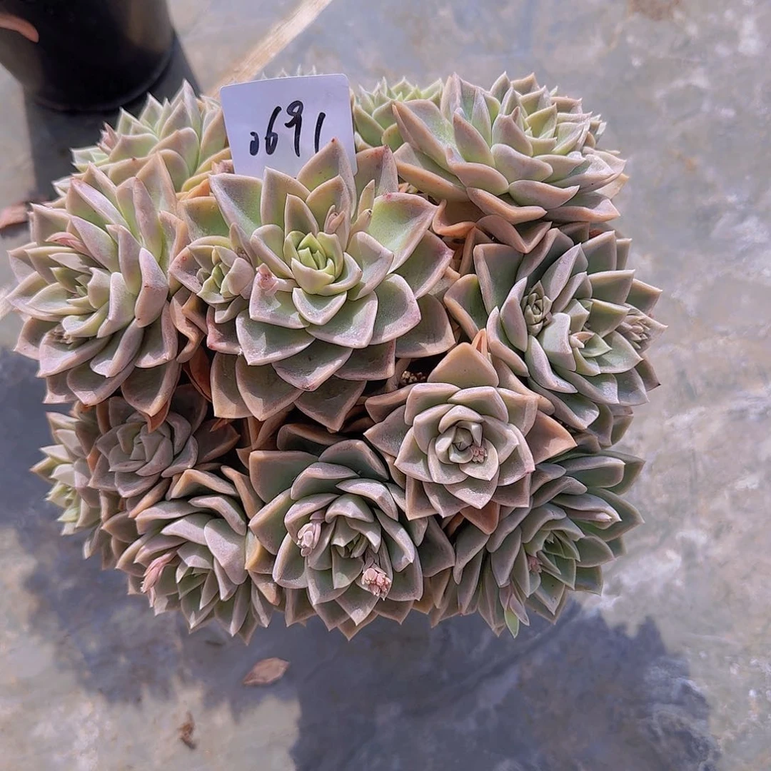 蓝*0691哈利多肉