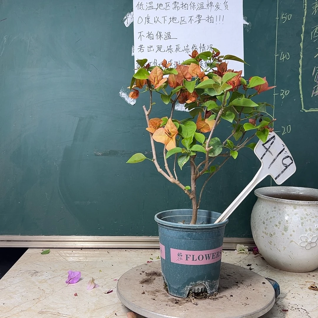 完全开放  福利  橙不甜西瓜  419