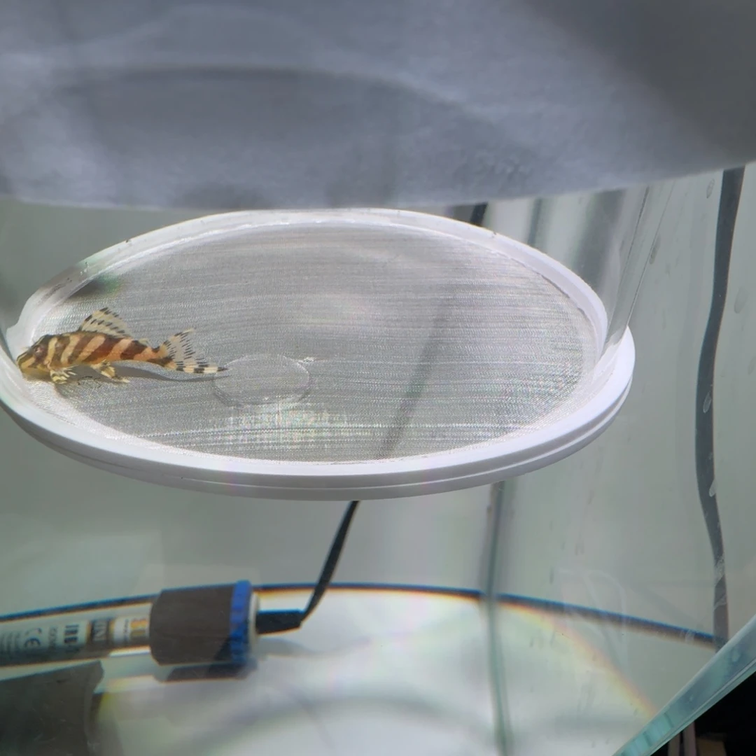 清道夫鱼8号皇室333