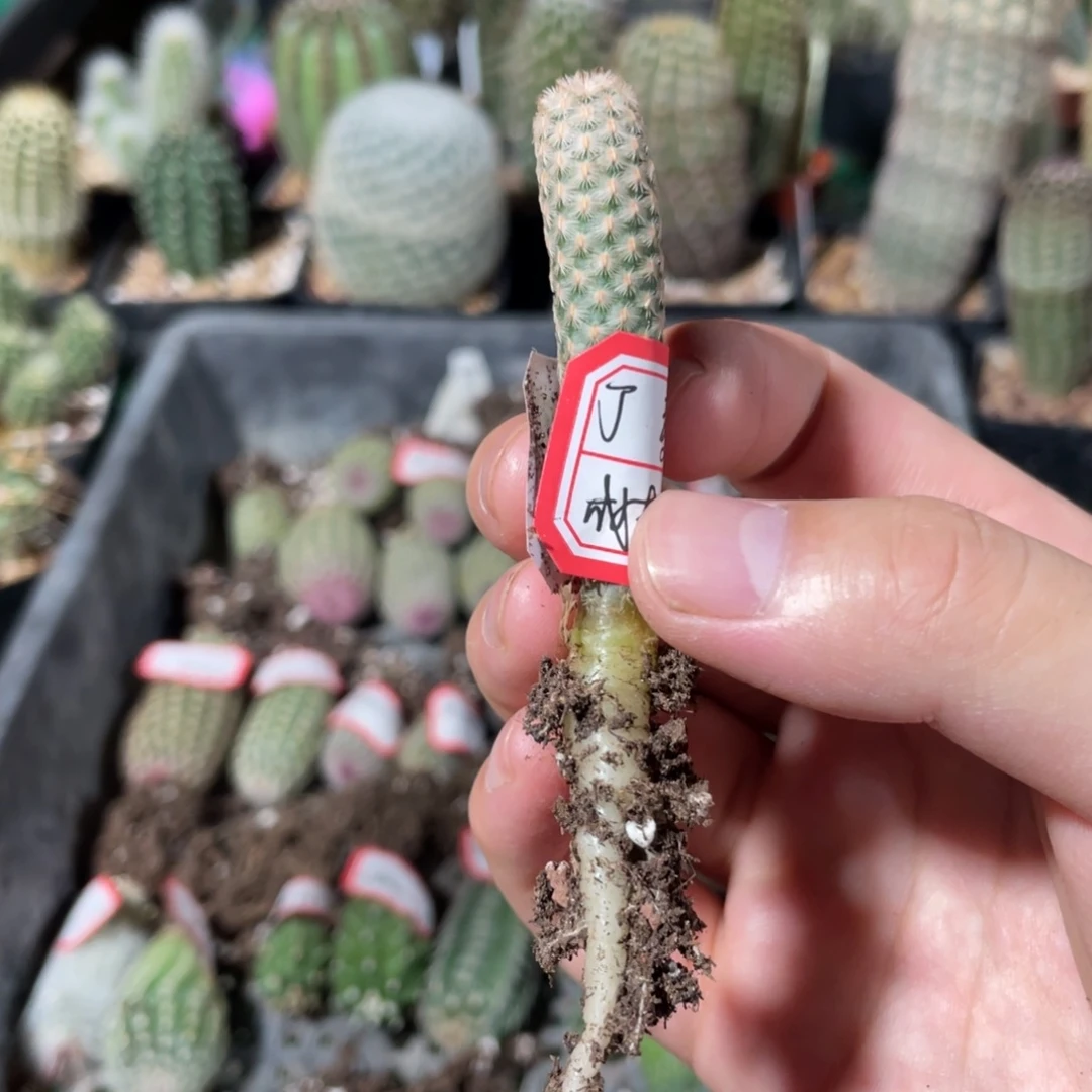 麦克风鹿角柱属仙人球