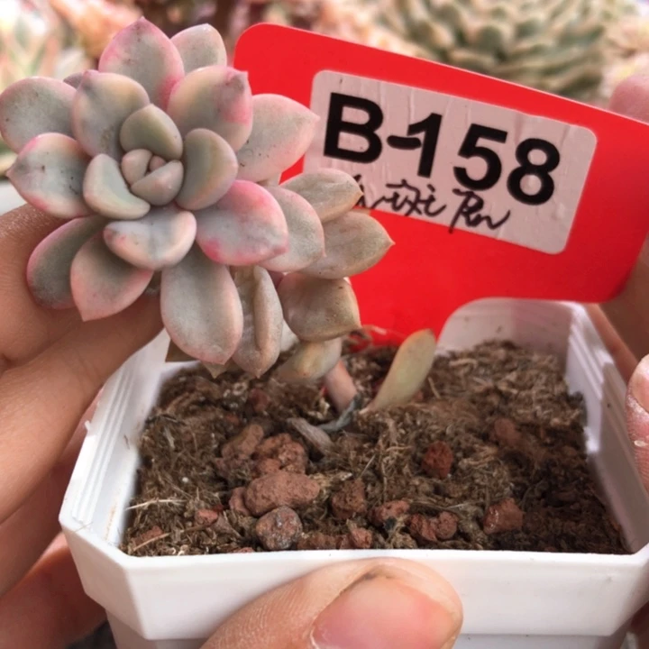 花斑鹿覆轮锦有根