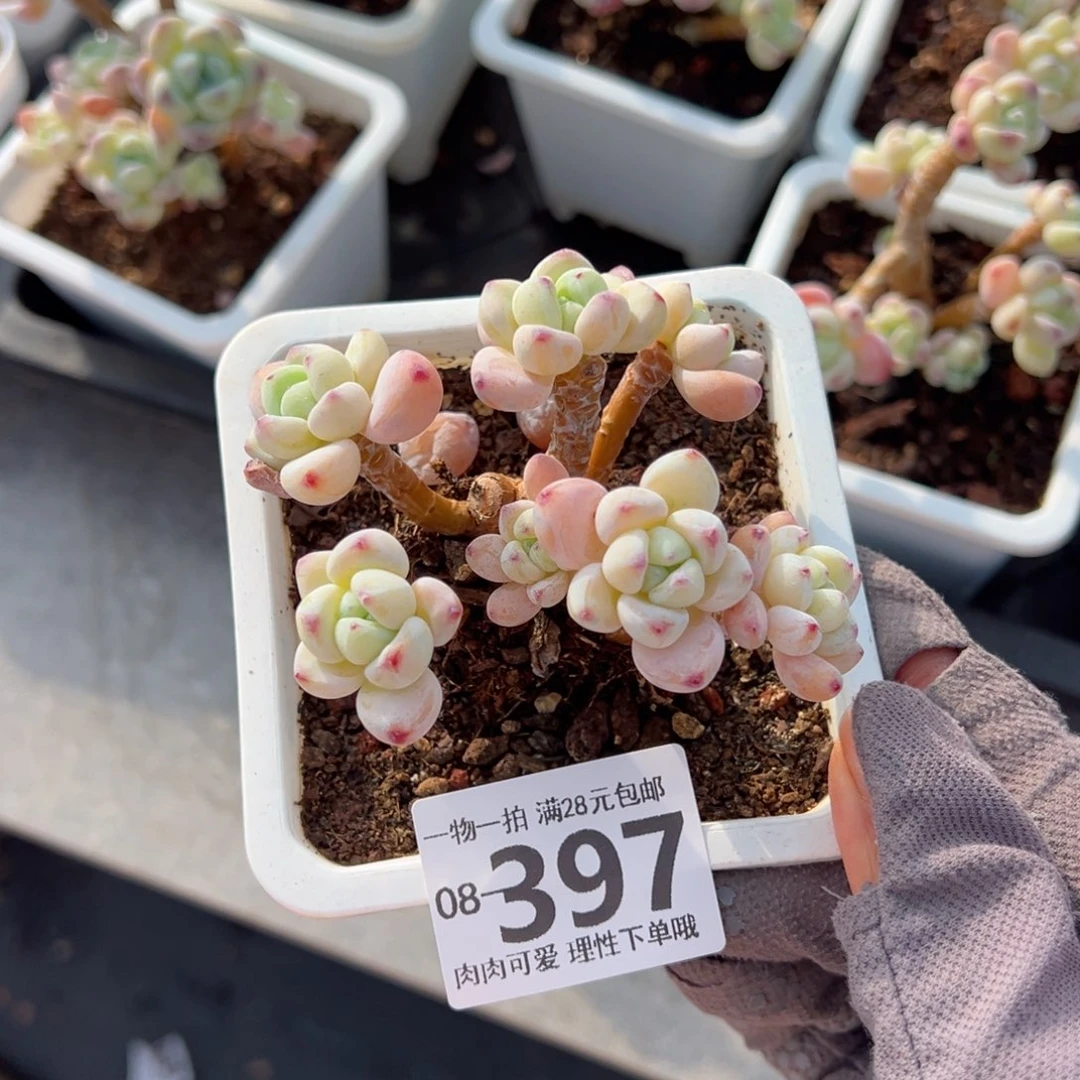 樱花罗绮多肉多肉多肉