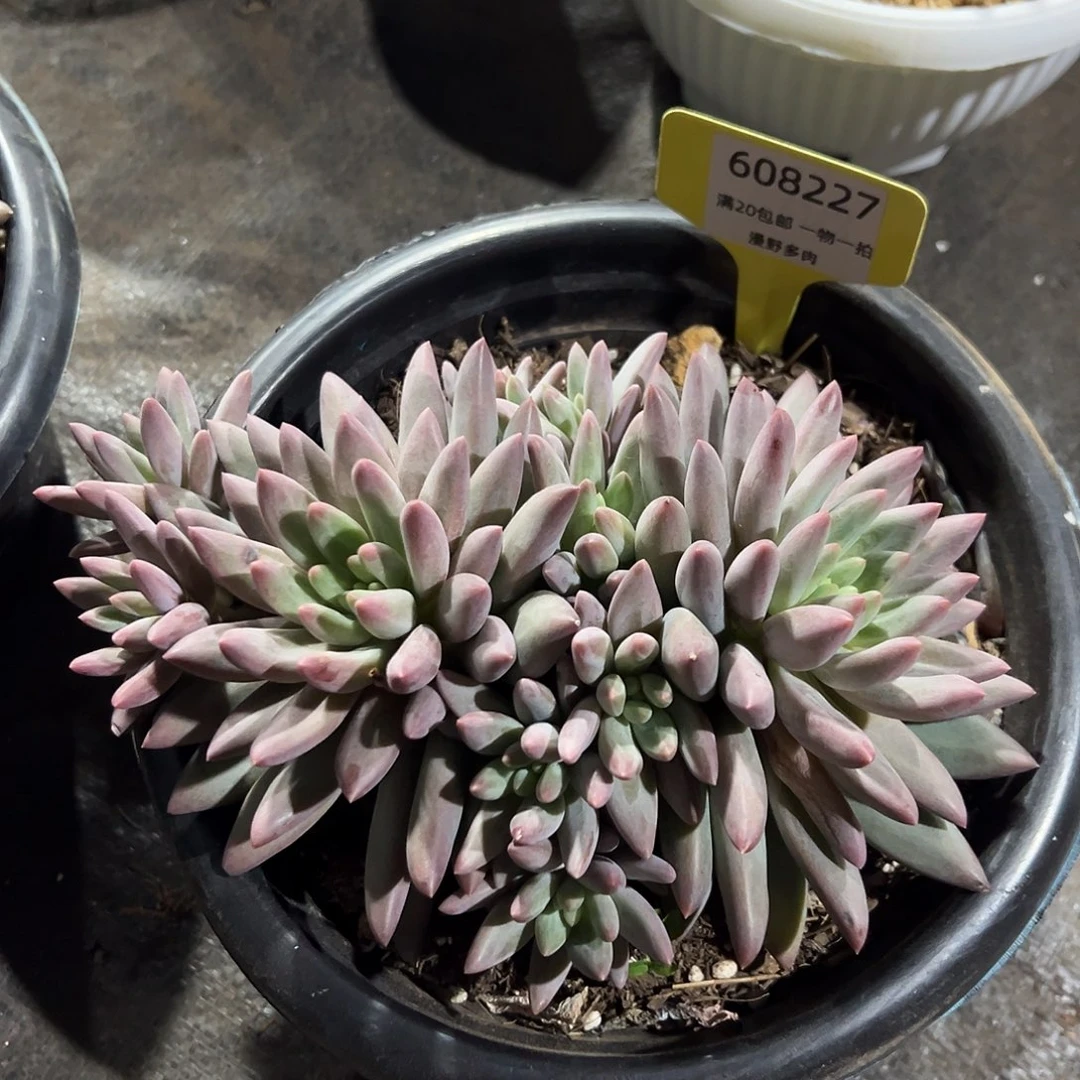608227 红蜻蜓群生无砍，必须拍冷链发货