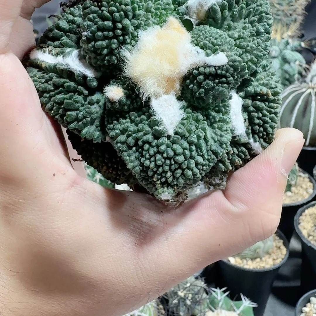 慧*儿仙人球一物一拍