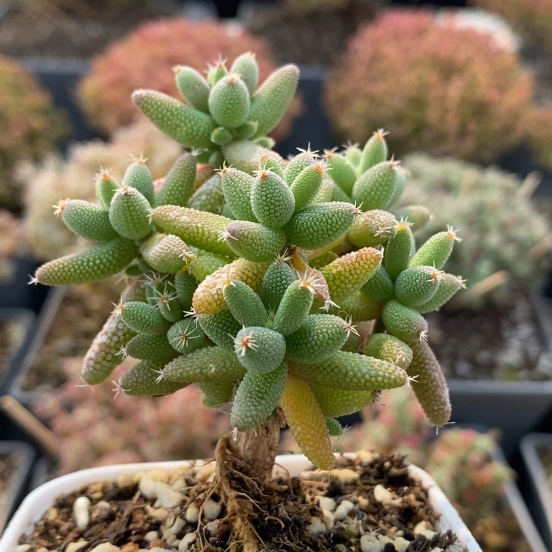 实生玉米7008枝干番杏