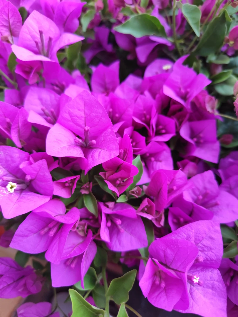 三角梅养护肥料水溶性复合肥