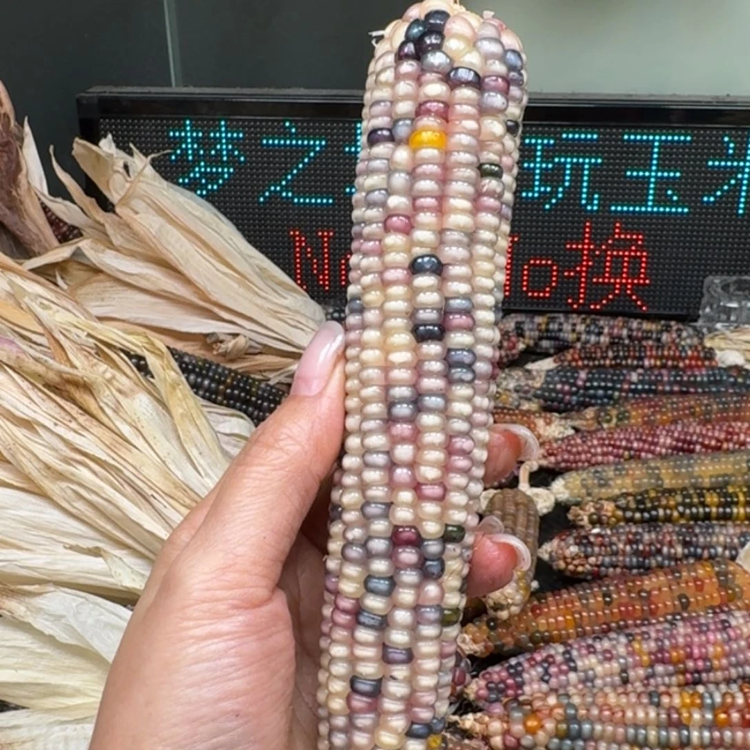 柏香籽/百香籽吊坠念*