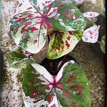 115-0602龟仙岛泰国发货