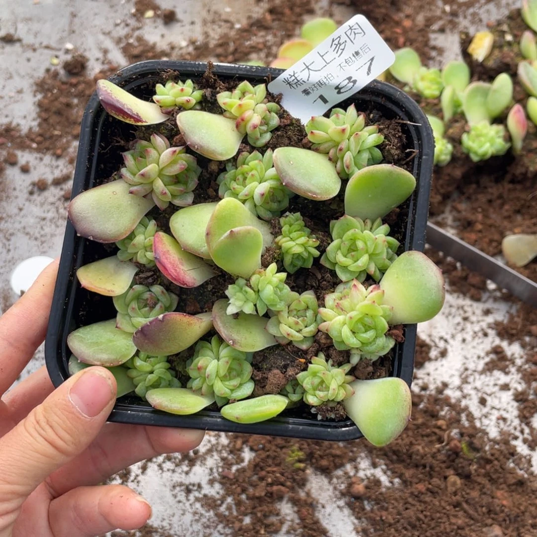 糕大上多肉植物187