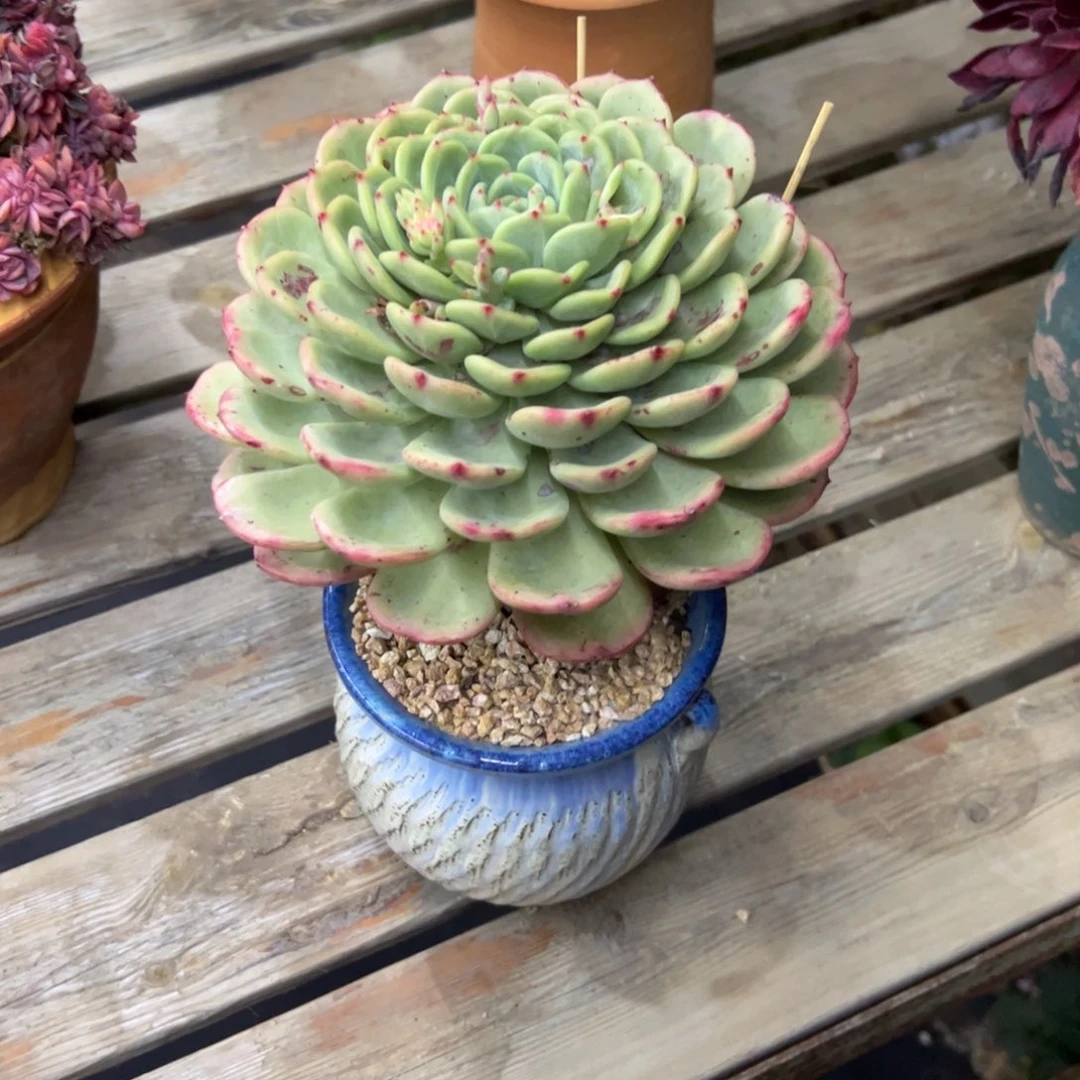 西****堡三文鱼28 零零多肉植物