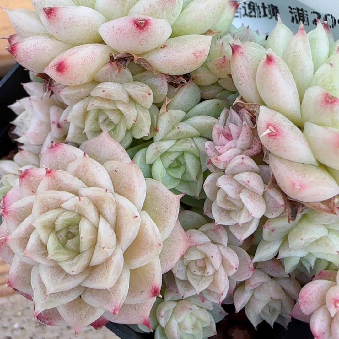 花语逸镜0204-215散